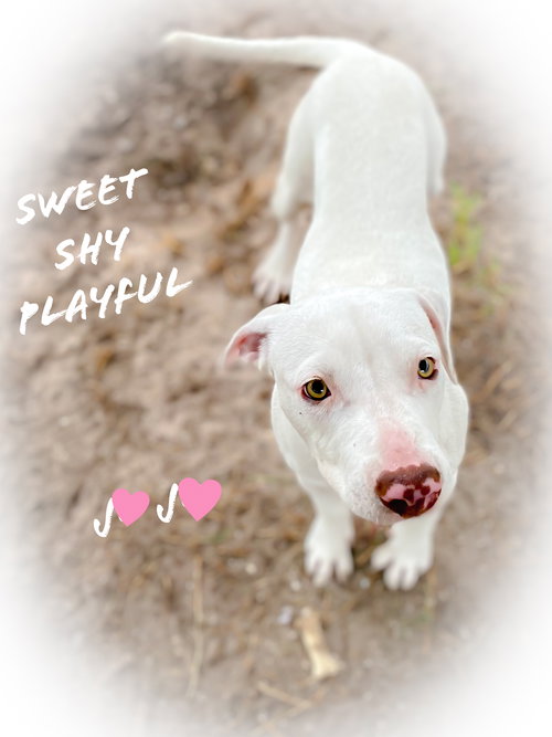 JoJo *THE PLAYFUL PUPPY*
