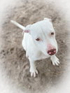 JoJo *THE PLAYFUL PUPPY*