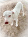 JoJo *THE PLAYFUL PUPPY*