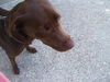 Maggie May the Chocolate Lab