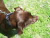Maggie May the Chocolate Lab