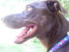 Maggie May the Chocolate Lab