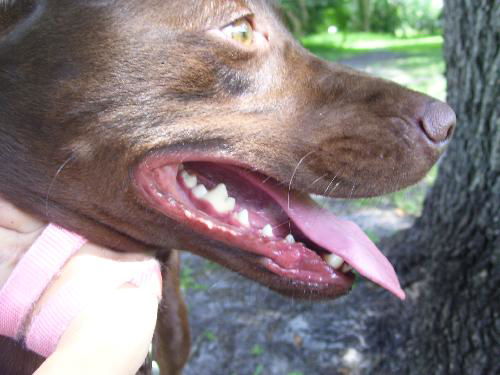 Maggie May the Chocolate Lab
