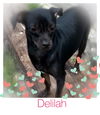 Delilah *Bonded with Daisy