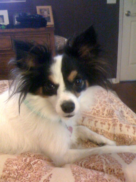 Laia the Papillon