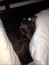 Hotdiggity the Dachshund