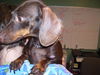 Hotdiggity the Dachshund
