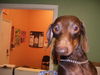 Hotdiggity the Dachshund