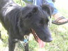 Travis Blaze the Border Collie Puppy ~ VIDEO