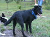 Travis Blaze the Border Collie Puppy ~ VIDEO