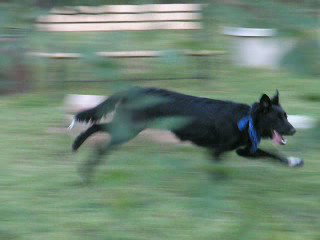 Travis Blaze the Border Collie Puppy ~ VIDEO