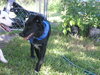 Travis Blaze the Border Collie Puppy ~ VIDEO