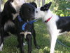 Travis Blaze the Border Collie Puppy ~ VIDEO