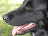 Travis Blaze the Border Collie Puppy ~ VIDEO