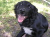 Travis Blaze the Border Collie Puppy ~ VIDEO