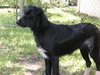 Travis Blaze the Border Collie Puppy ~ VIDEO