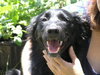 Travis Blaze the Border Collie Puppy ~ VIDEO