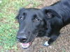 Travis Blaze the Border Collie Puppy ~ VIDEO