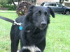 Travis Blaze the Border Collie Puppy ~ VIDEO