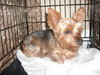 Ava the Yorkie