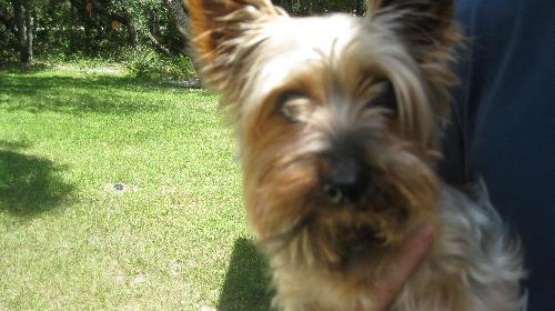 Ava the Yorkie