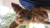 Ava the Yorkie