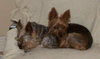 Ava the Yorkie