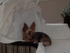 Ava the Yorkie