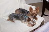 Ava the Yorkie