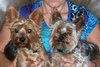 Ava the Yorkie