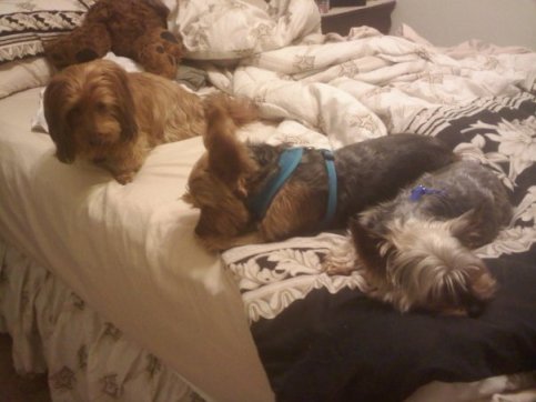 Zsa Zsa the Yorkie