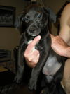 Dobby the Puppy