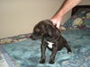 Dobby the Puppy