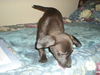 Dobby the Puppy