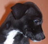 Dobby the Puppy