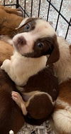 Dove *THE CHOCOLATE PUPPIES*