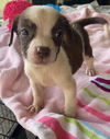 Dove *THE CHOCOLATE PUPPIES*