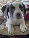 Dove *THE CHOCOLATE PUPPIES*