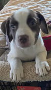 Dove *THE CHOCOLATE PUPPIES*