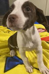 Dove *THE CHOCOLATE PUPPIES*