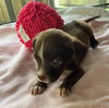 Milky Way *THE CHOCOLATE PUPPIES*