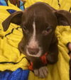Milky Way *THE CHOCOLATE PUPPIES*