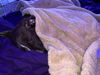 Milky Way *THE CHOCOLATE PUPPIES*
