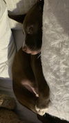 Milky Way *THE CHOCOLATE PUPPIES*
