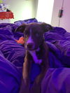 Milky Way *THE CHOCOLATE PUPPIES*