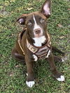 Milky Way *THE CHOCOLATE PUPPIES*