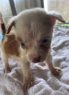 Kit Kat The Chocolate Puppies