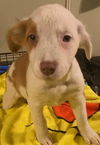 Kit Kat The Chocolate Puppies