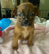 Twix *FH *THE CHOCOLATE PUPPIES*