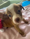Nestle *THE CHOCOLATE PUPPIES*